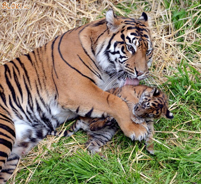 tigris