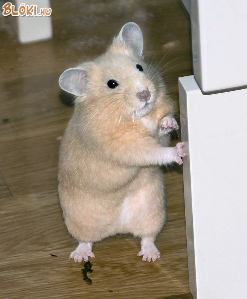 egér
