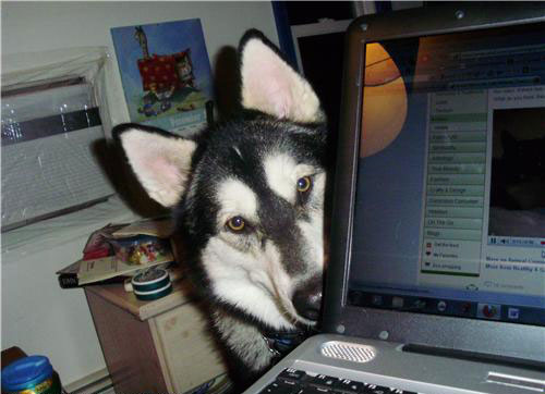 kutya, husky, számítógép