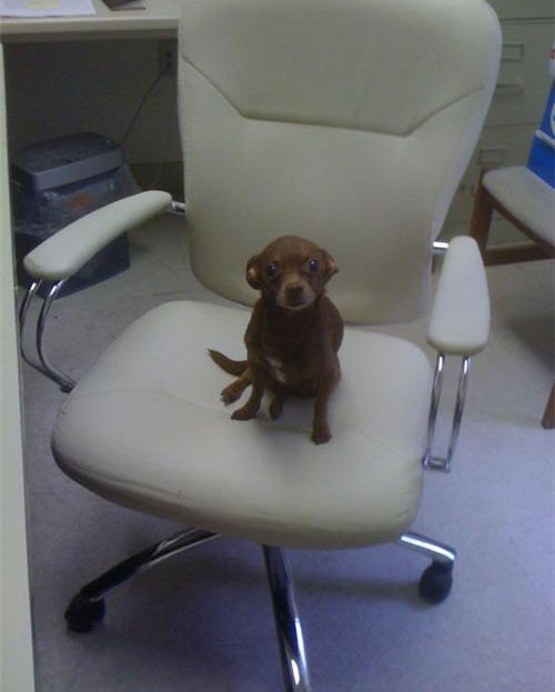 kutya, tacsi, főnök, szék