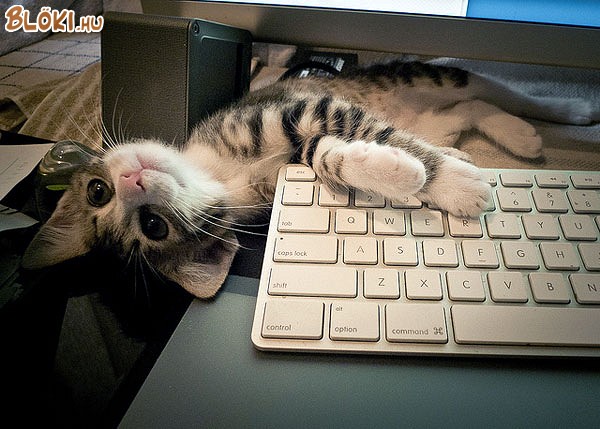 cica, macska, számítógép