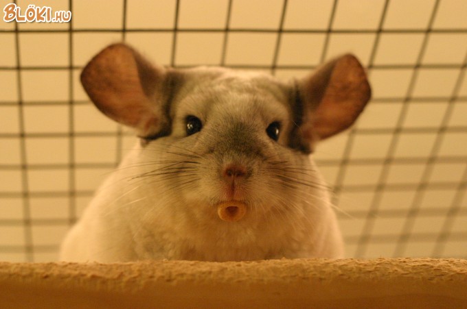hörcsög