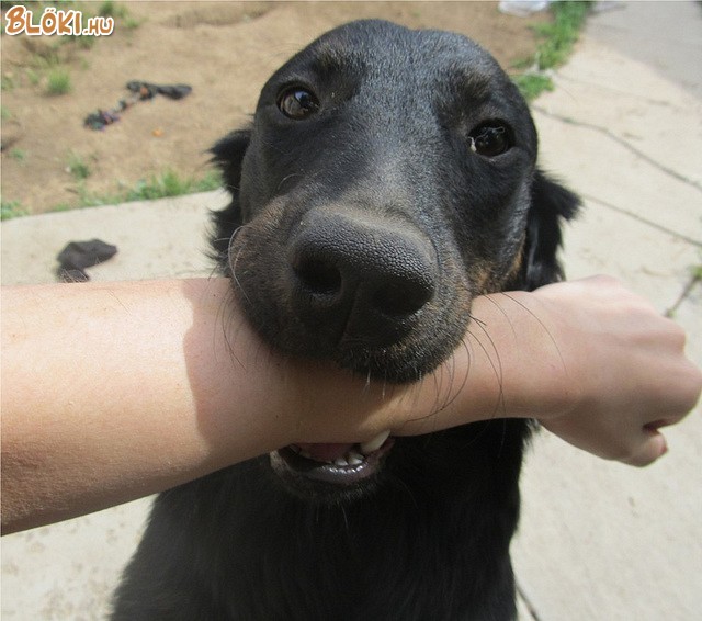 kutya