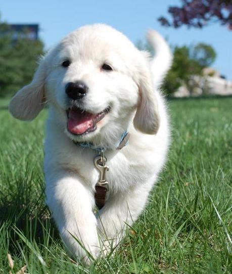 kutya, kölyök, fehér, nevet, boldog