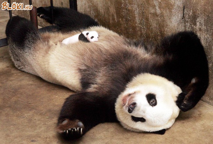 panda