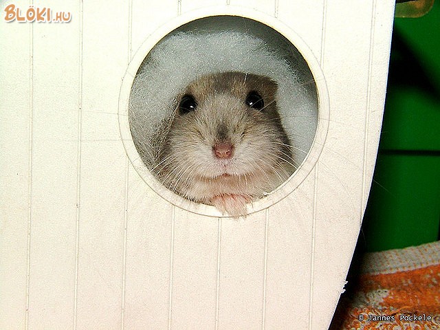 hörcsög
