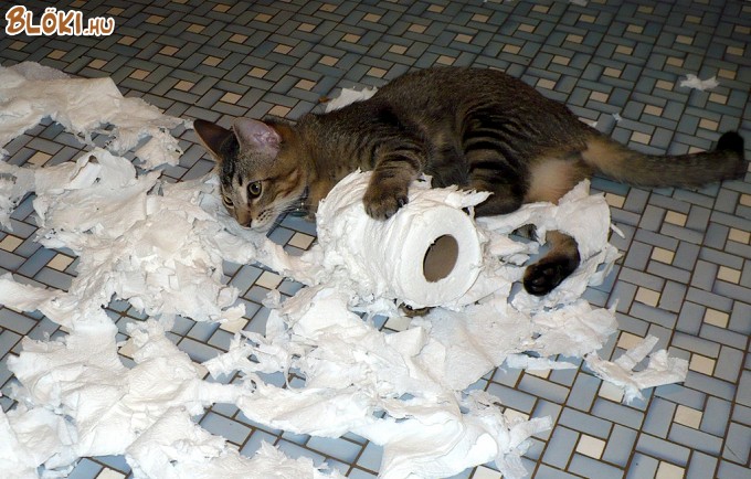 cica, macska, wc, papír