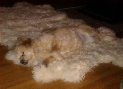 kutya, szőnyeg, álca