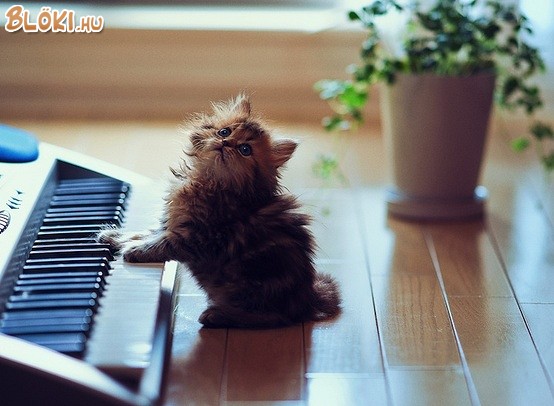 macska, cica, zongora