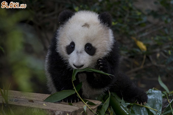 panda