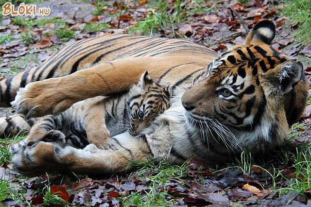 tigris