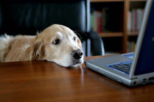 kutya, laptop, munka