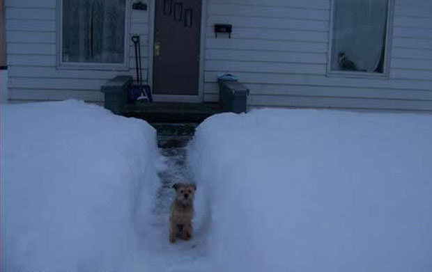 kutya, ház, hó, hideg