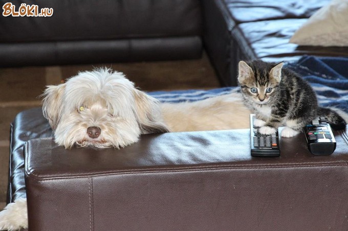 kutya, cica, macska