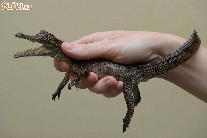 krokodil