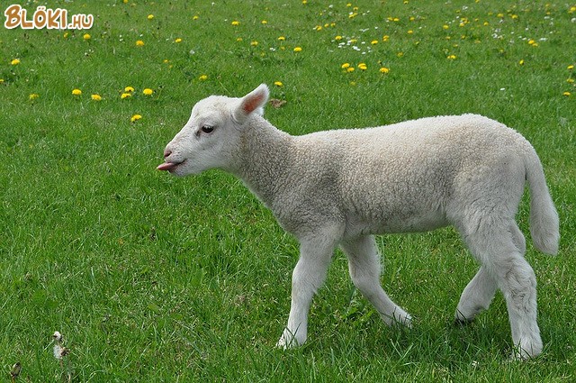 birka