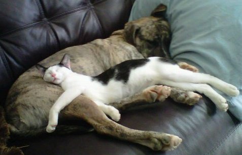 kutya, macska, cica, alszik