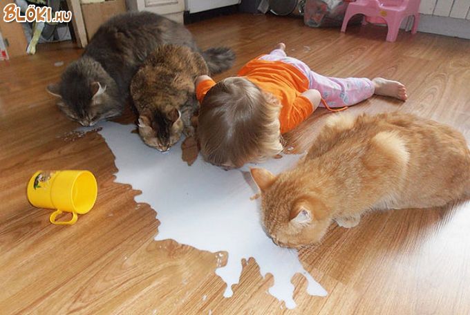 cica, macska, gyerek, pohár, tej