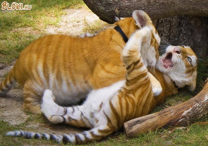 tigris