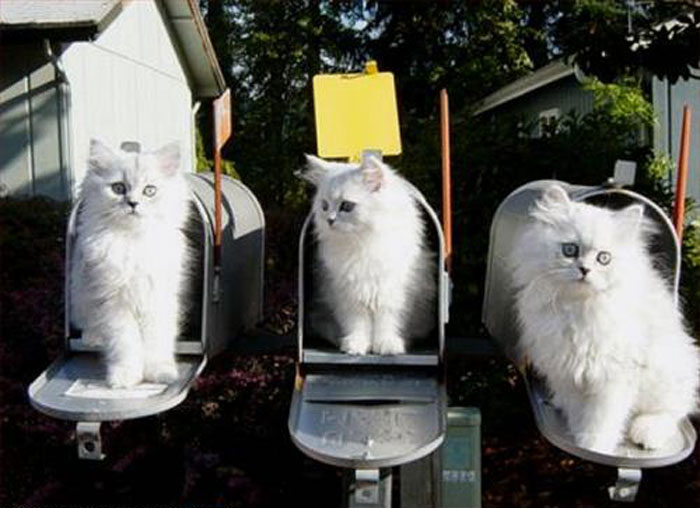 macska, postaláda, fehér