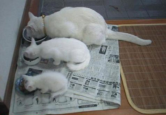 cica, macska, fehér, eszik