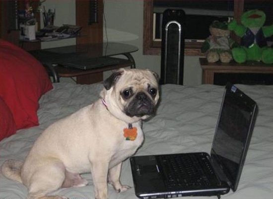 kutya, mopsz, laptop