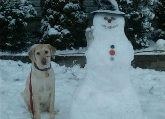 kutya, labrador, hóember, tél