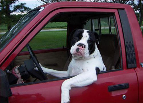 kutya, bulldog, autó