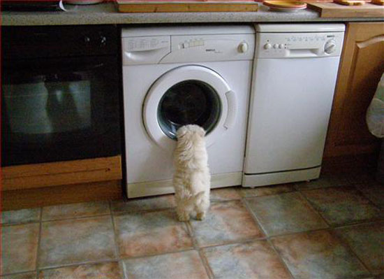 kutya, mosógép