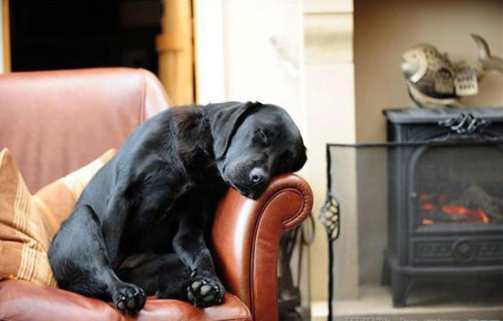 kutya, labrador, fekete, kanapé, alszik