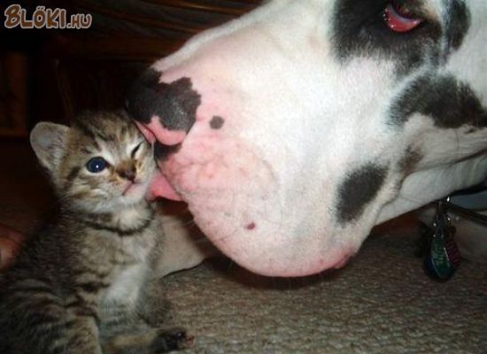 cica, macska, kutya, nagy, kicsi