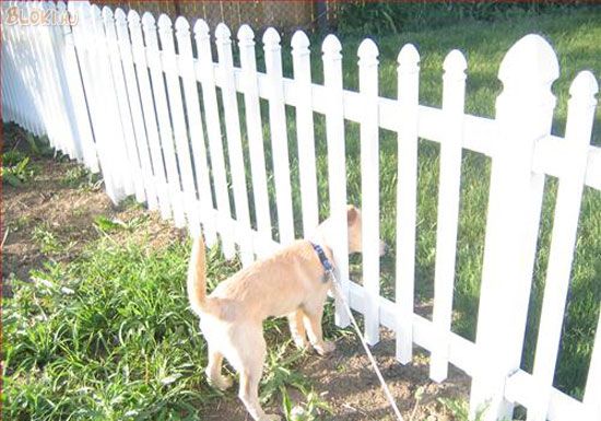 kutya, kerítés, fű