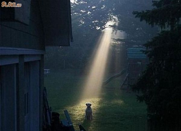 kutya, fény, kert