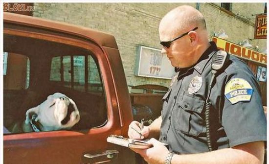 kutya, rendőr, autó