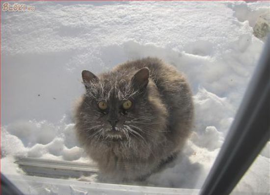 cica, hó, fázik