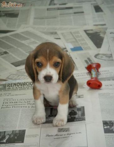 kutya, beagle, szőnyeg