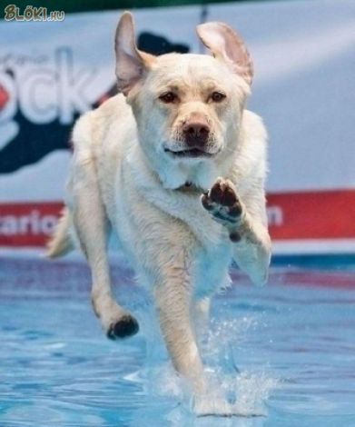 kutya, víz, fut