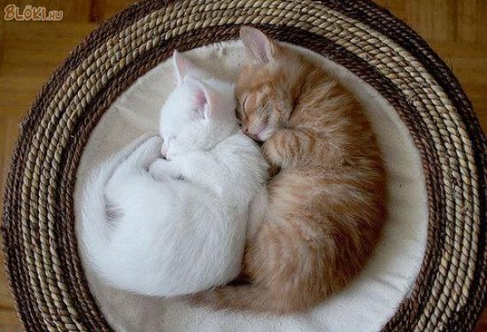 cica, macska, alszik, aranyos