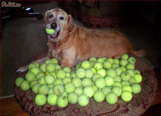 kutya, tenisz, labda