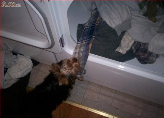 kutya, mosógép