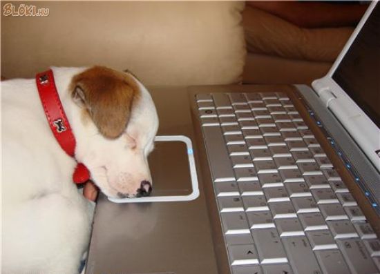 kutya, laptop, alszik