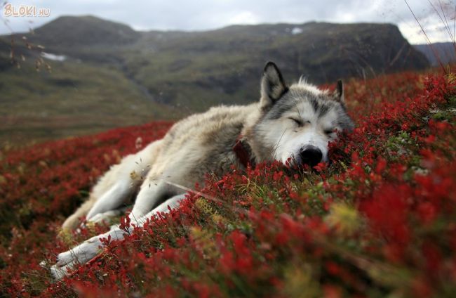 kutya, husky, virág