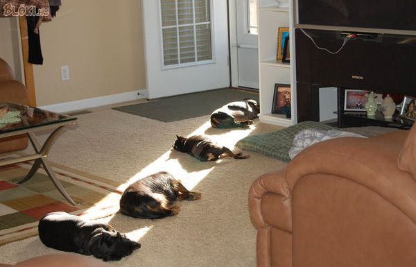 kutya, napfény, fekszik
