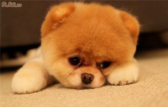 kutya, szomorú