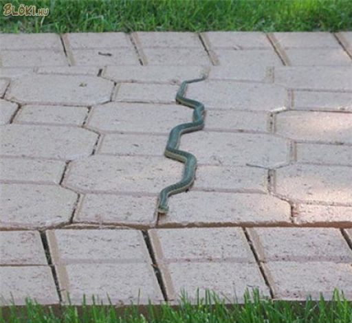 kígyó, utca