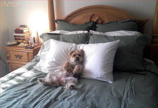 kutya, ágy
