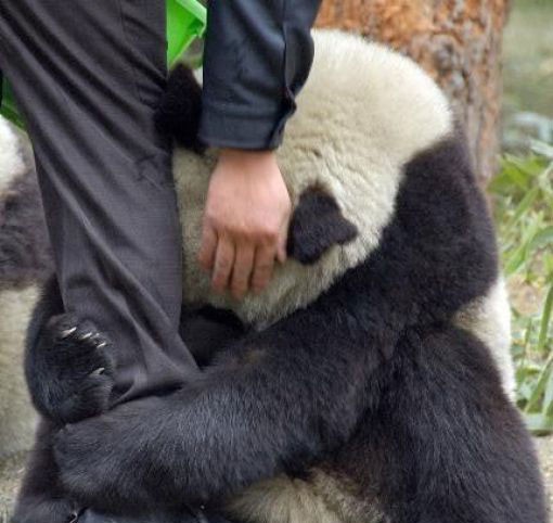 panda, szomorú, láb, ölel