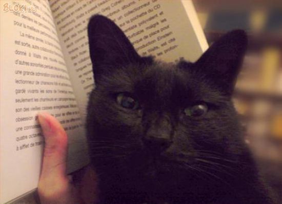 cica, macska, könyv