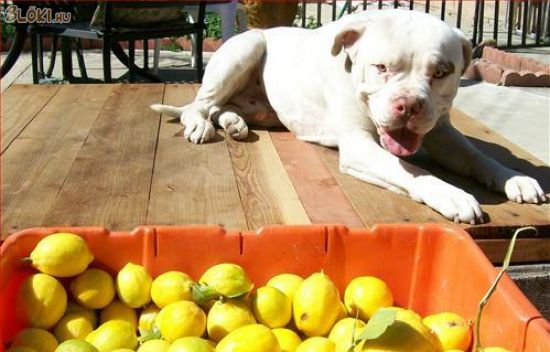kutya, citrom