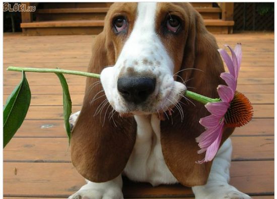 kutya, virág